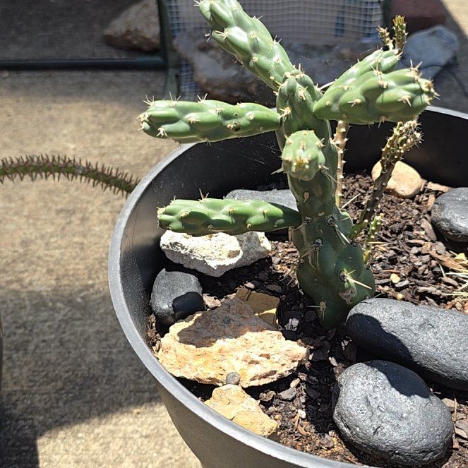 Photo of the plant species Chain-Link Cholla by @MerryRedmambo10 named Duke on Greg, the plant care app