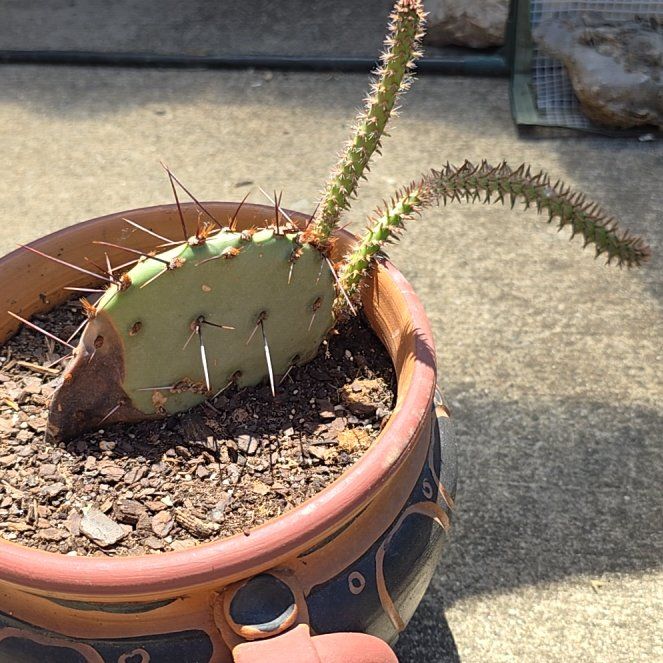 Photo of the plant species Black-Spined Prickly Pear by @MerryRedmambo10 named Taylor Swift on Greg, the plant care app