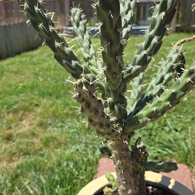 Photo of the plant species Cane Cholla by @MerryRedmambo10 named Hector on Greg, the plant care app