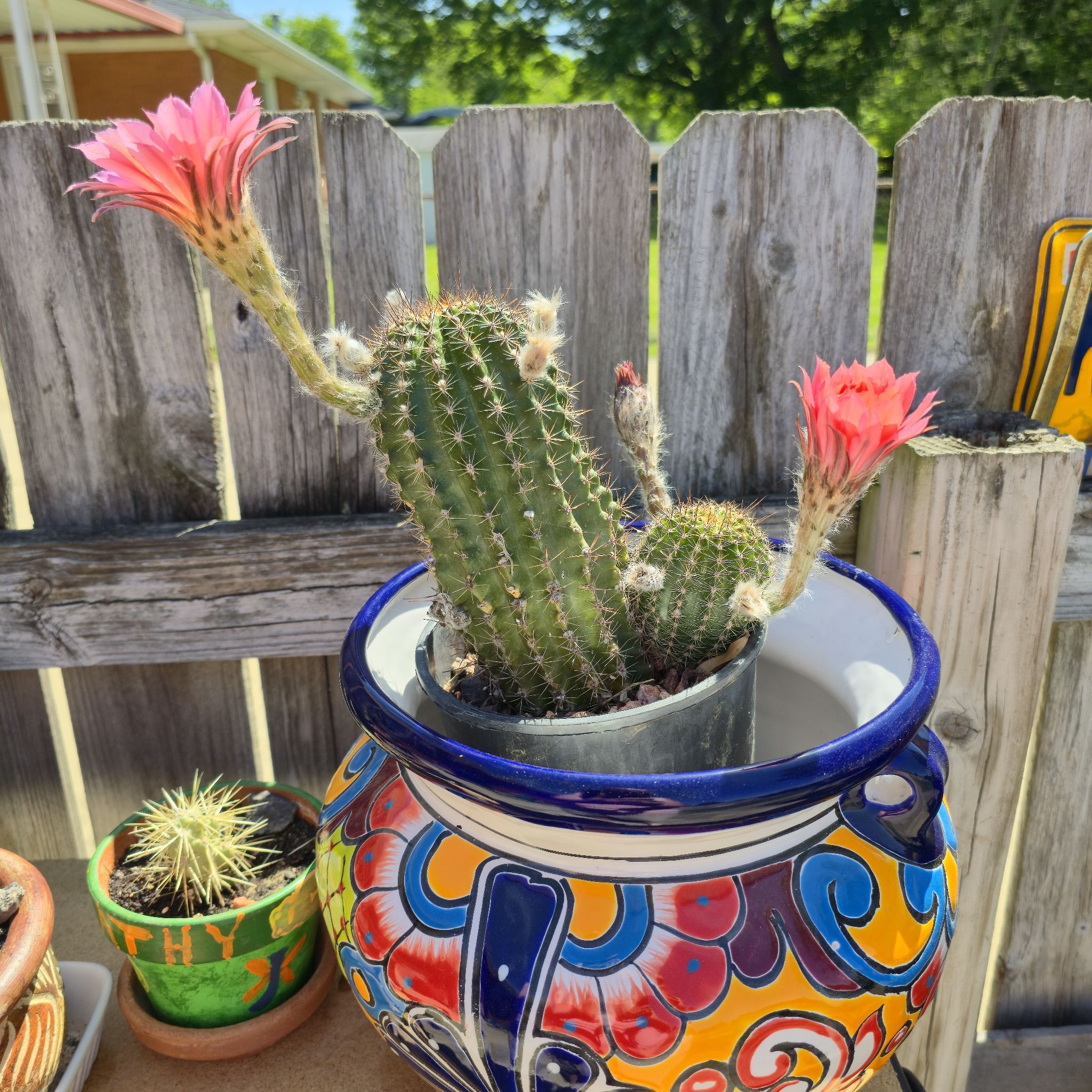 Photo of the plant species hedgehog cacti by @MerryRedmambo10 named Tucson on Greg, the plant care app