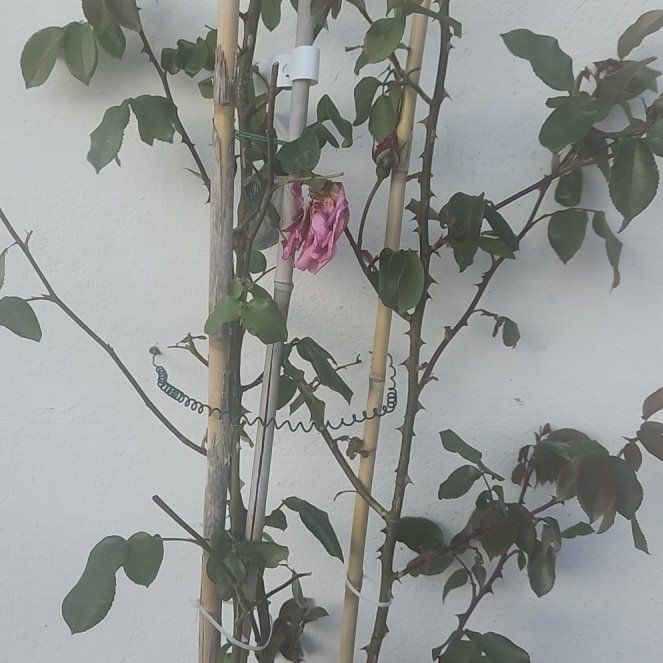 Photo of the plant species Fringed Passionflower by @NewWateroak33 named Gregarious on Greg, the plant care app