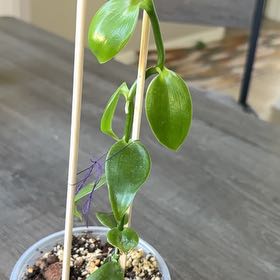 Photo of the plant species Flat Leafed Vanilla by @FitRedfir20 named Orchid on Greg, the plant care app