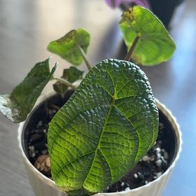 Photo of the plant species Piper parmatum by @FitRedfir20 named Sanders on Greg, the plant care app