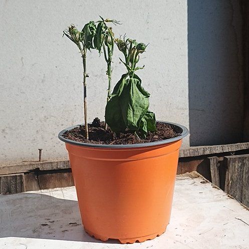 Photo of the plant species Lisianthus 'Lilac Shadow' by @BelovedFlax20 named Emerson on Greg, the plant care app