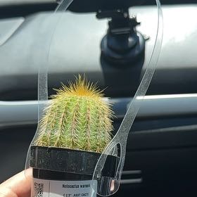 Photo of the plant species Notocactus warasii by @VipBaytree46 named Aaron burr on Greg, the plant care app