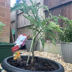 Photo of the plant species Tomato by @SeasonalPrasium named Gates on Greg, the plant care app