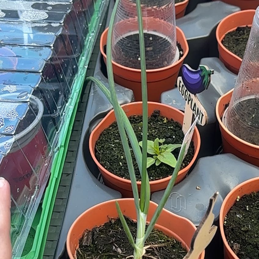 Photo of the plant species Globe Onion by @SeasonalPrasium named Kylie on Greg, the plant care app