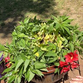 Photo of the plant species Peruvian-Lily by @AnewDuranta25 named Treeyoncé on Greg, the plant care app