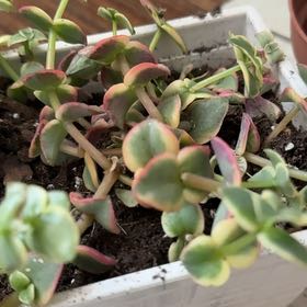 Photo of the plant species Crassula marginalis 'Sunset Fantasy' by @DollRamsons46 named Diana on Greg, the plant care app