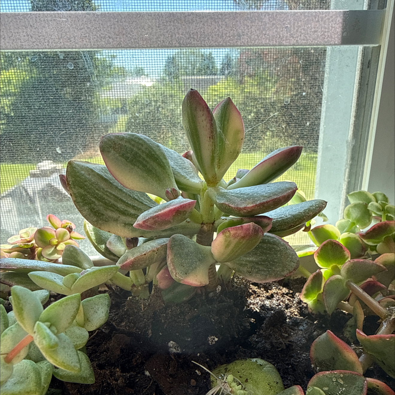 Photo of the plant species Crassula Obliqua by @DollRamsons46 named Xena on Greg, the plant care app