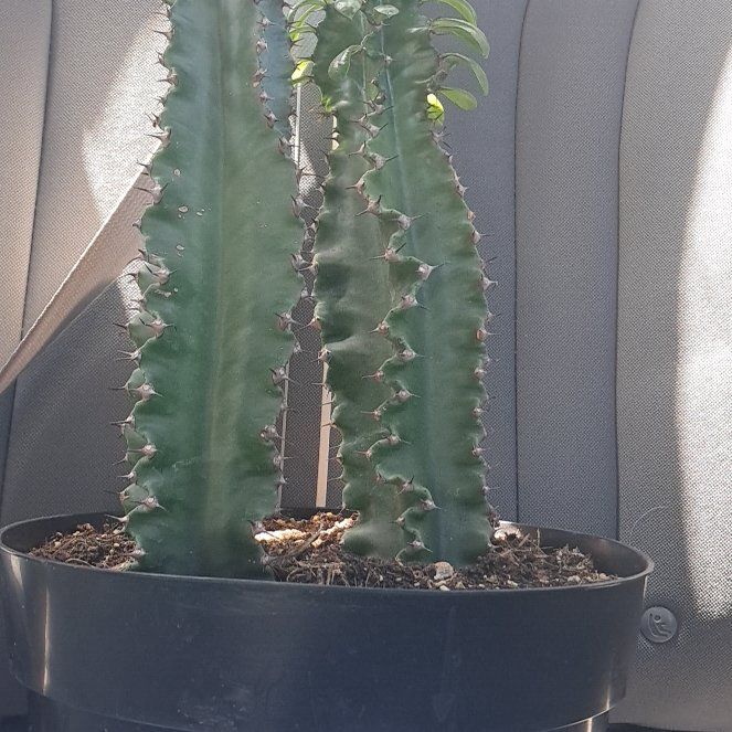 Photo of the plant species African Candelabra by @ValiantPuriri53 named Elina on Greg, the plant care app