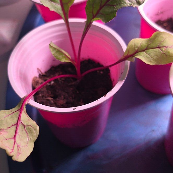 Photo of the plant species Common Beet by @EnticingBorage named Luna on Greg, the plant care app