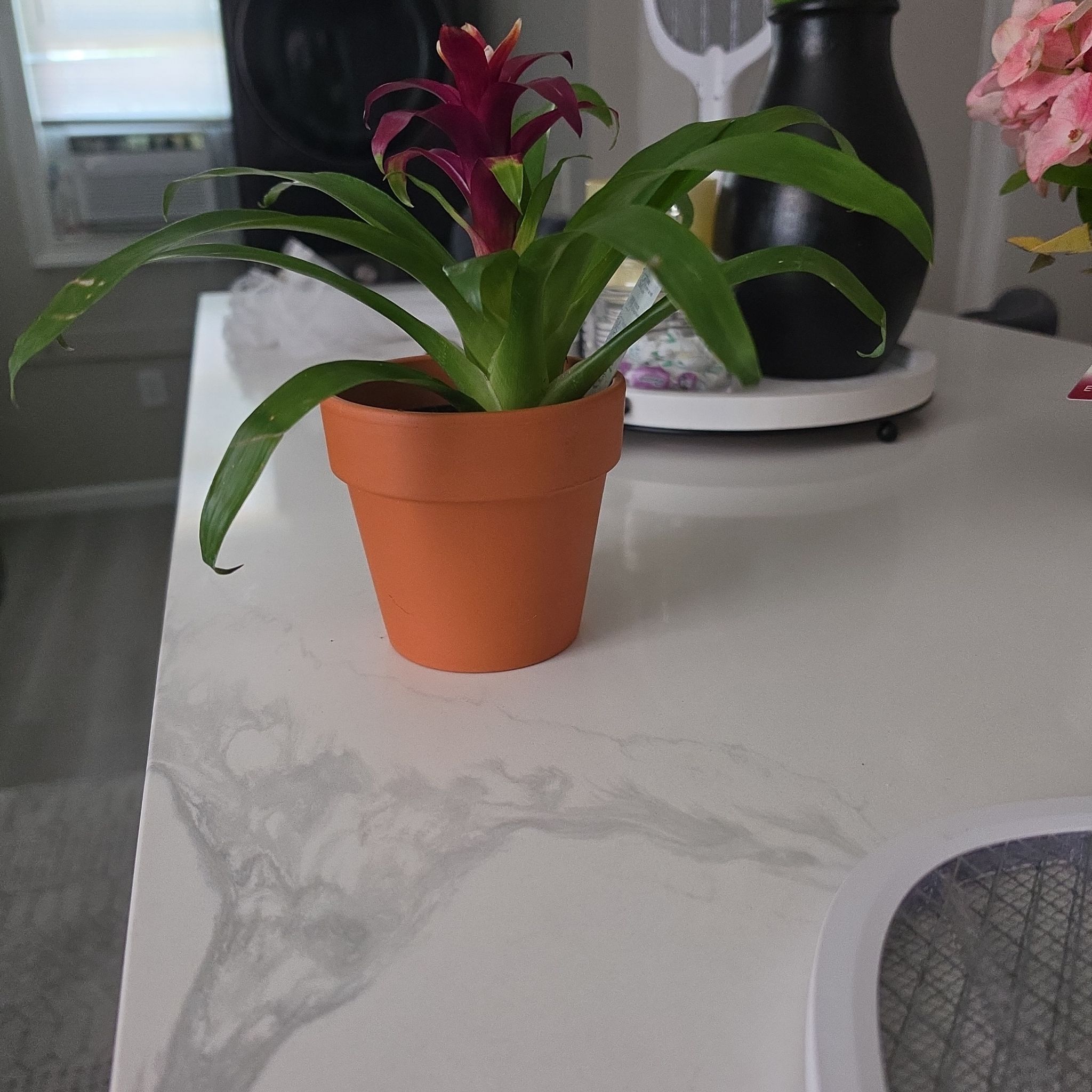 Photo of the plant species Bromeliad by @EnticingBorage named Walt on Greg, the plant care app