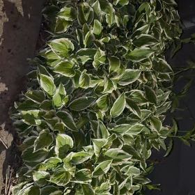 Photo of the plant species Hosta by @ZarfCilantro27 named Demi on Greg, the plant care app