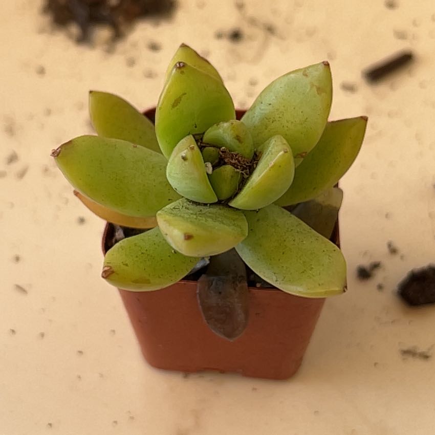 Photo of the plant species Giant Chalk Dudleya by @DearAjwain72 named Athena on Greg, the plant care app