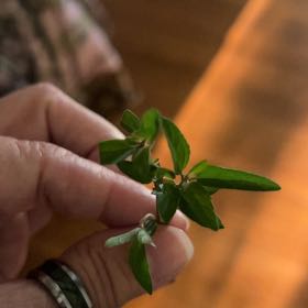 Photo of the plant species Grassleaf Spurge by @StockyAster70 named Xena on Greg, the plant care app