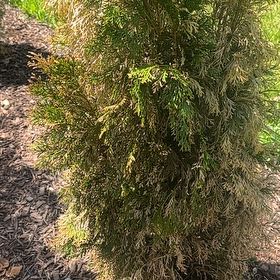 Photo of the plant species Ginger Pine by @FancyMoneytree8 named ChloroPhil on Greg, the plant care app
