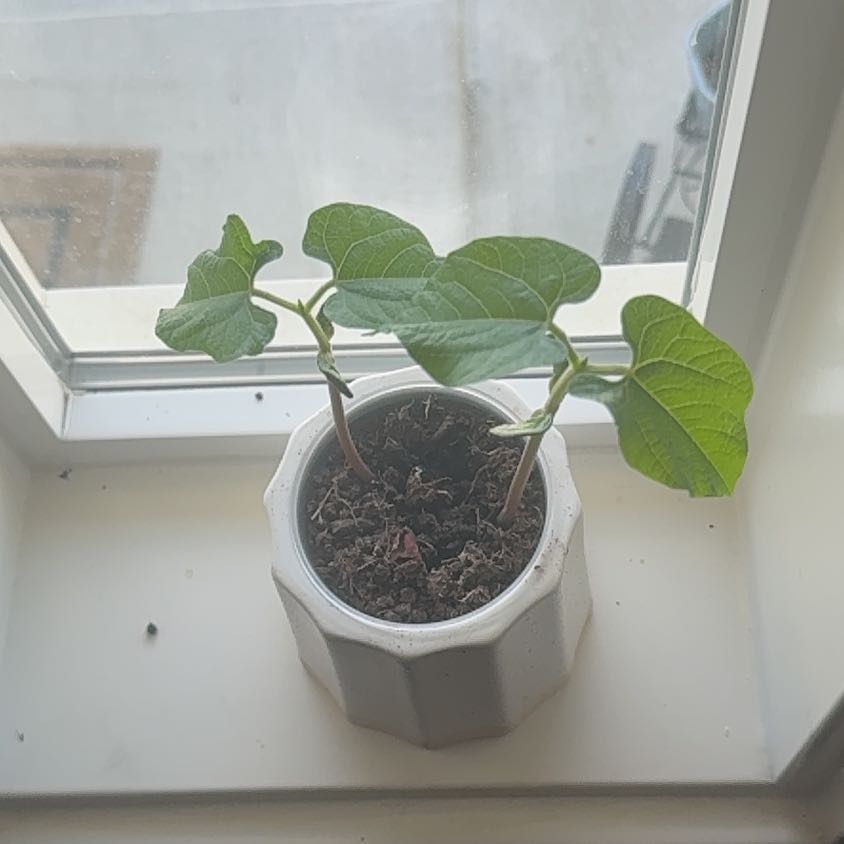 Photo of the plant species Common Bean by @PluckyPurei73 named Gregarious on Greg, the plant care app