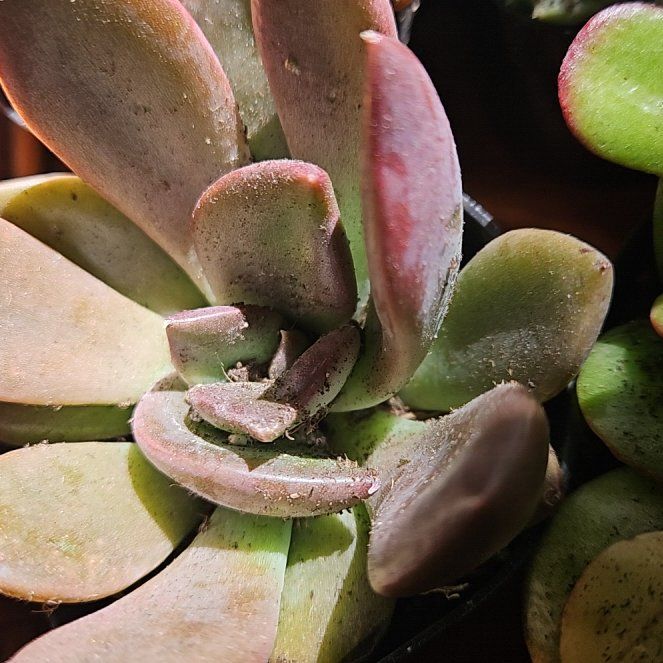 Photo of the plant species Small Red Carpet by @EarthyLukiwan88 named Captain Plant-it on Greg, the plant care app