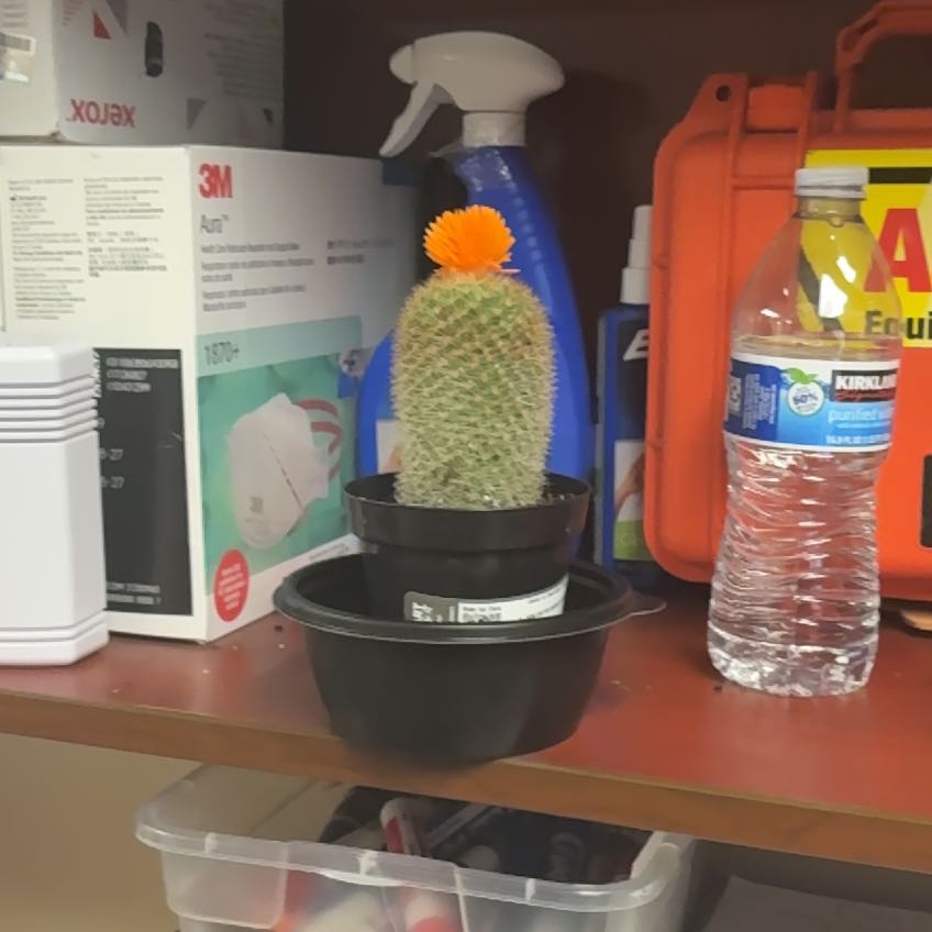 Photo of the plant species Cactus by @ToughWoreya named Sir Maximillian Cactius on Greg, the plant care app