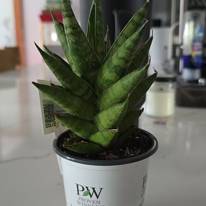 Photo of the plant species Sansevieria francisii by @VipMarjoram89 named Captain Plant-it on Greg, the plant care app