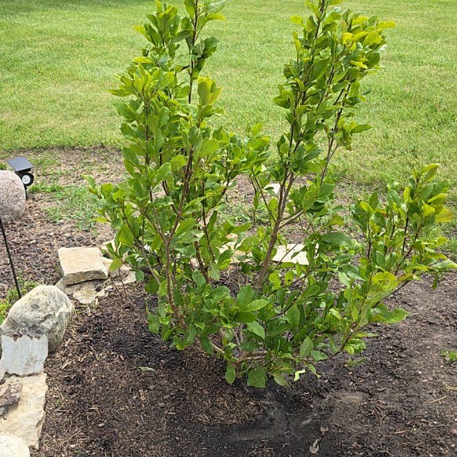 Photo of the plant species Ann Magnolia by @VipMarjoram89 named Leonardo on Greg, the plant care app