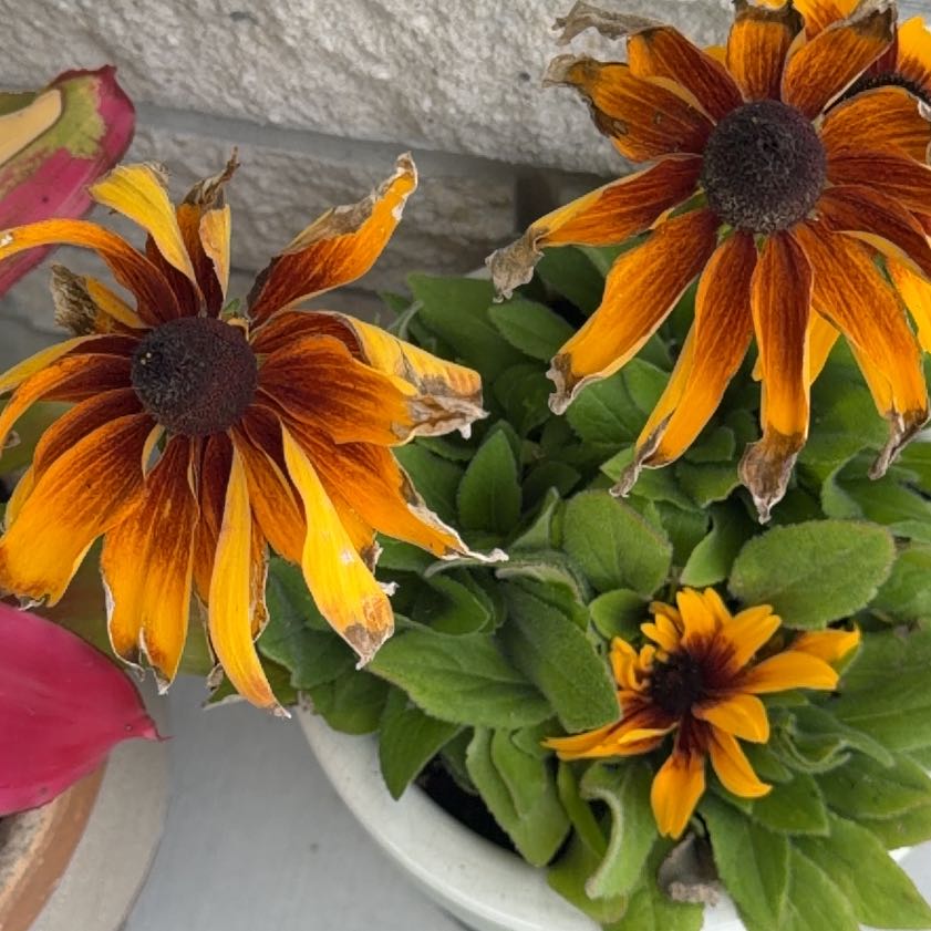 Photo of the plant species Great Blanket Flower by @GaietyFlax71 named Foxxy on Greg, the plant care app