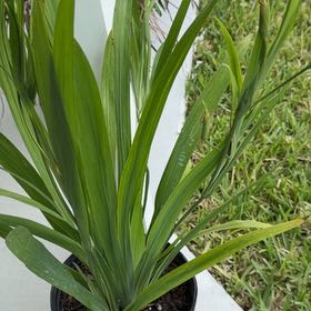 Photo of the plant species Gladiolus by @GaietyFlax71 named da Vinci on Greg, the plant care app