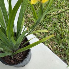 Photo of the plant species Yellow Iris by @GaietyFlax71 named Kylie on Greg, the plant care app