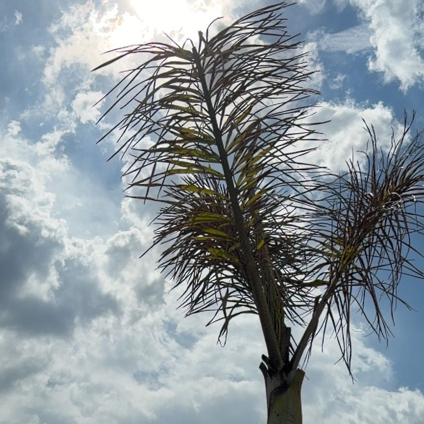 Photo of the plant species Queen Palm by @GaietyFlax71 named Rihanna on Greg, the plant care app
