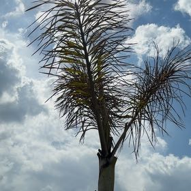 Photo of the plant species Queen Palm by @GaietyFlax71 named Spike Leaves on Greg, the plant care app