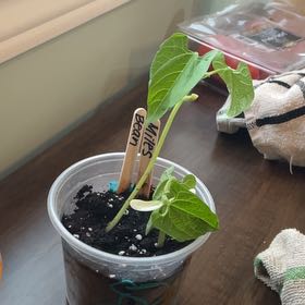 Photo of the plant species Common Bean by @PeakFanpalm61 named Harmony on Greg, the plant care app