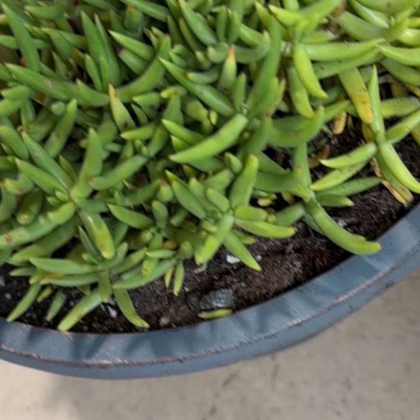 Photo of the plant species Disphyma by @AthleteAlula27 named Bodhi on Greg, the plant care app