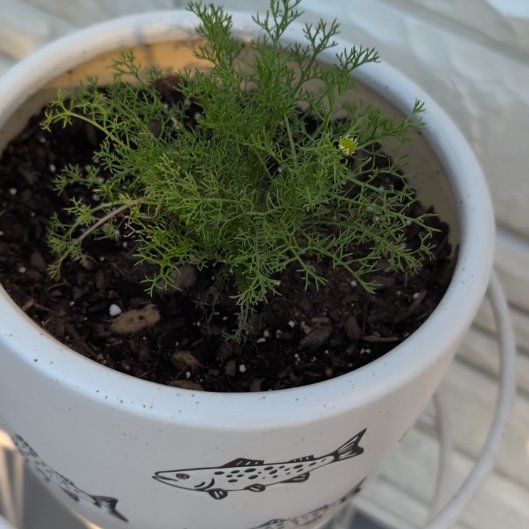 Photo of the plant species Chamomile by @FinestZucchini named Dax on Greg, the plant care app