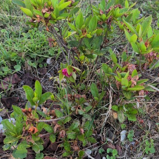 Photo of the plant species Azelea by @FinestZucchini named Beckham on Greg, the plant care app