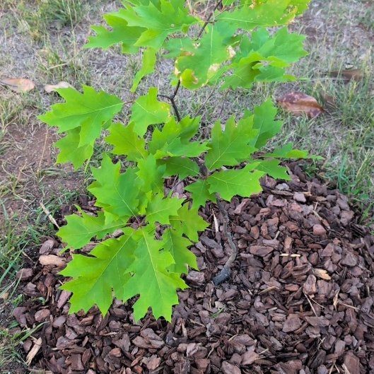 Photo of the plant species Northern Red Oak by @FinestZucchini named Gates on Greg, the plant care app