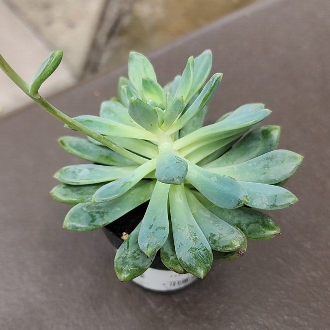 Photo of the plant species Sedeveria 'Blue Elf' by @FabBogmyrtle48 named Marianna on Greg, the plant care app