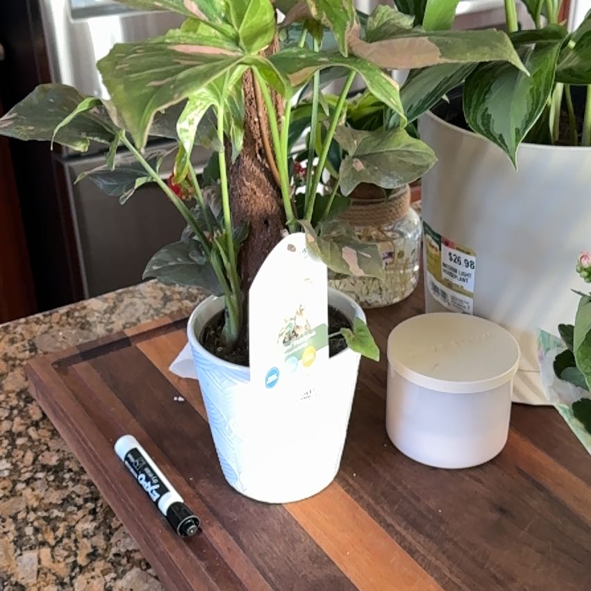Photo of the plant species Syngonium Pink Splash by @RoundArugula92 named Pax on Greg, the plant care app