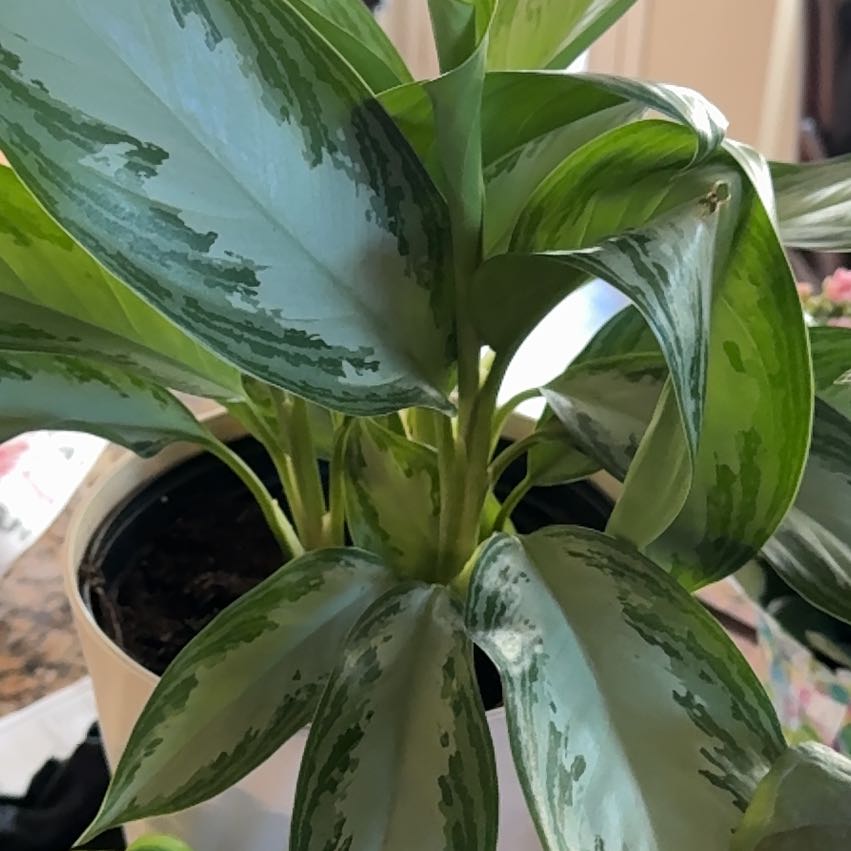 Photo of the plant species Aglaonema by @RoundArugula92 named James Dean on Greg, the plant care app