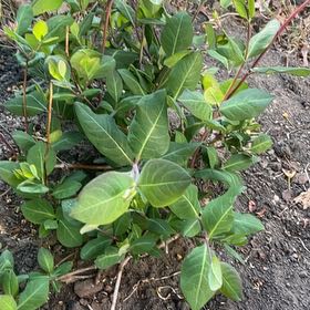 Photo of the plant species Coral Honeysuckle by @WarmPeanut79 named Rihanna on Greg, the plant care app