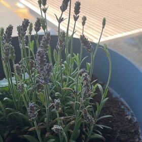 Photo of the plant species Blue Lavender by @HotJicaro22 named Lavender on Greg, the plant care app
