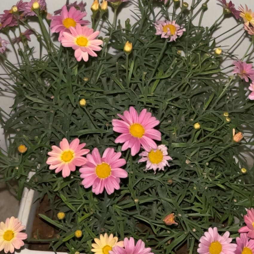 Photo of the plant species Marguerite Daisy by @YiftChamisa47 named مارغريت🩷 on Greg, the plant care app