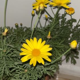 Photo of the plant species Marguerite Daisy by @YiftChamisa47 named مارغريت💛 on Greg, the plant care app