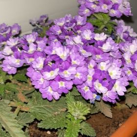 Photo of the plant species Slender Vervain by @YiftChamisa47 named فريفين 🧛💜🩷 on Greg, the plant care app
