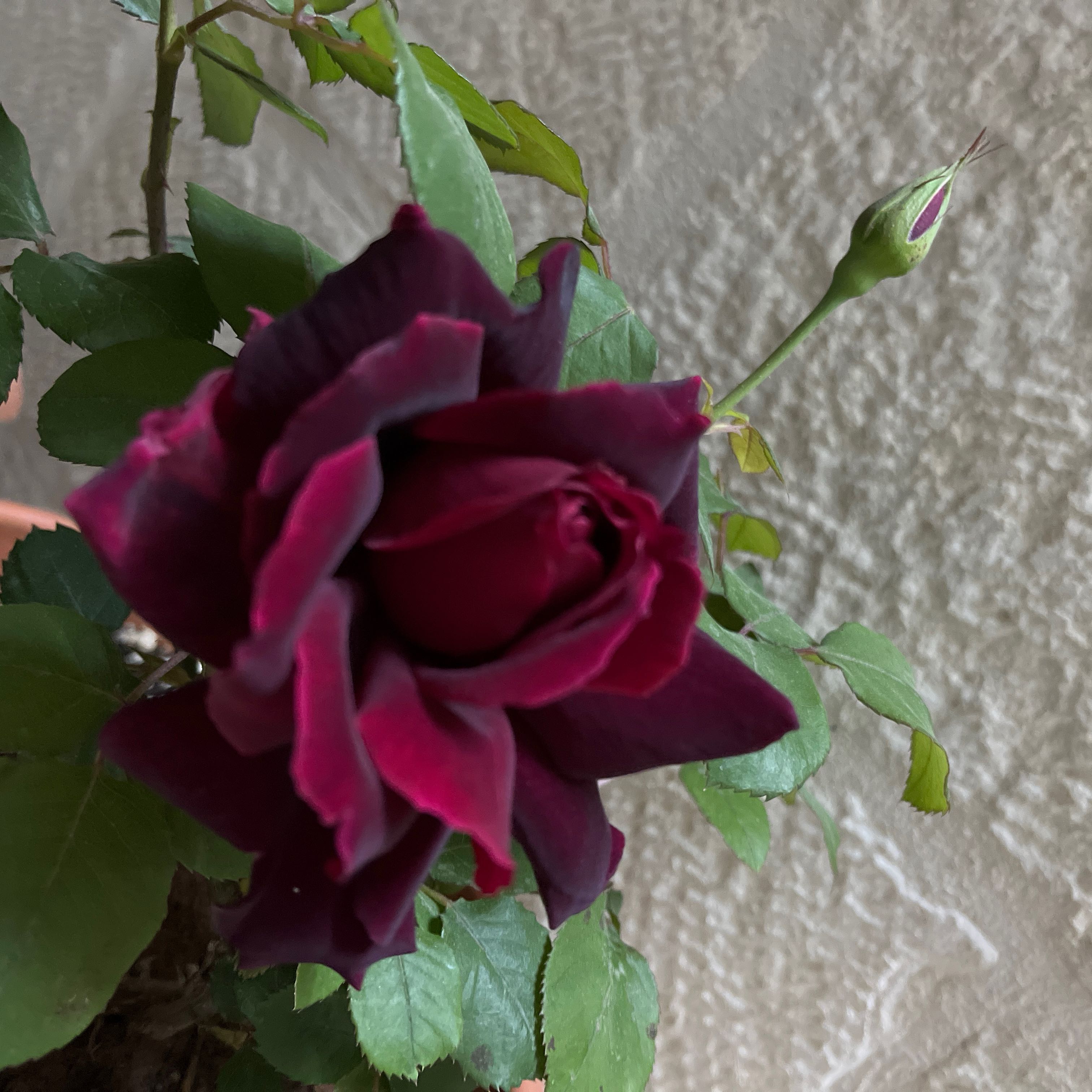 Photo of the plant species Hybrid Tea Rose by @YiftChamisa47 named الجورية 🌹♥️ on Greg, the plant care app