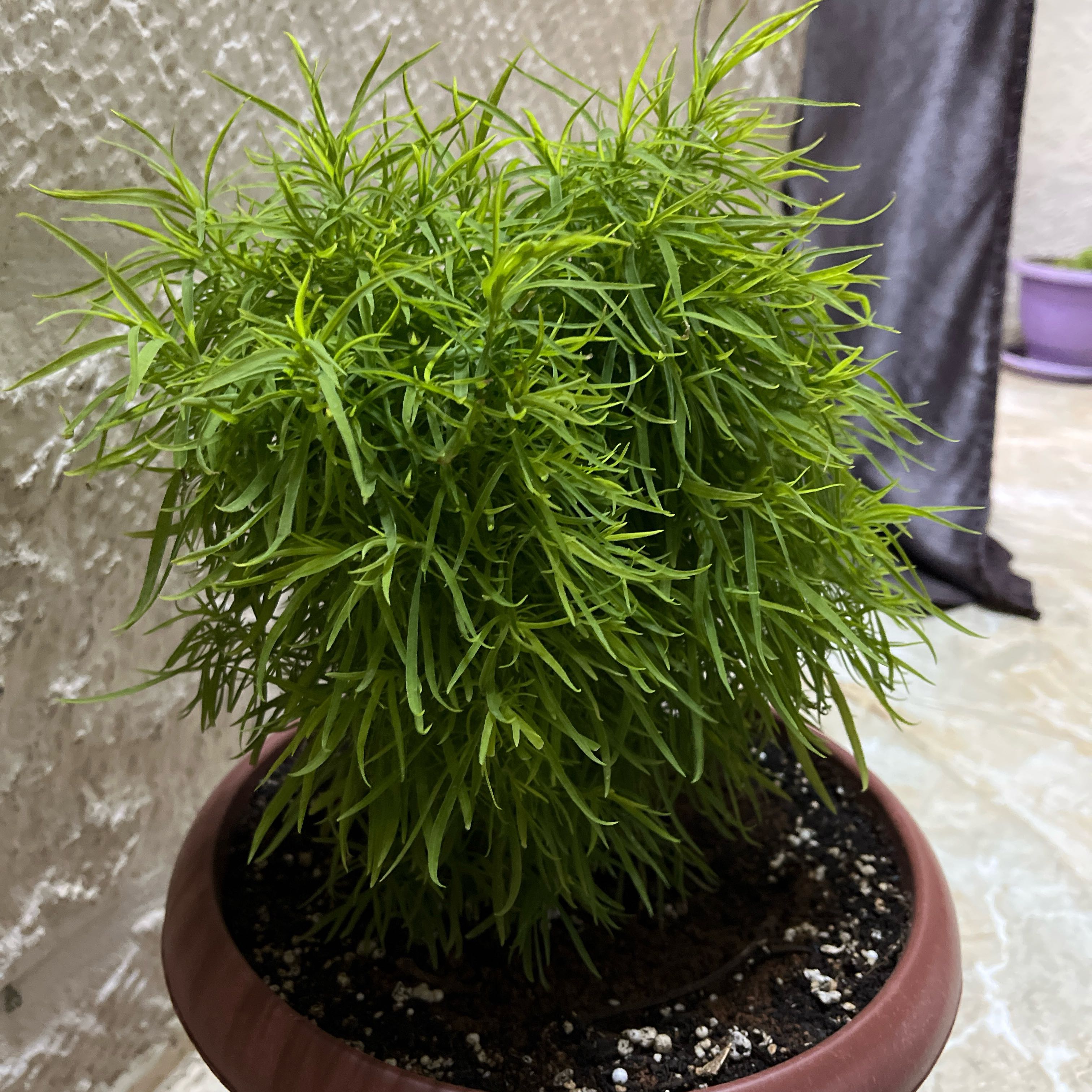 Photo of the plant species Mexican Burningbush by @YiftChamisa47 named مكنسة الجنة 💚🌳 on Greg, the plant care app