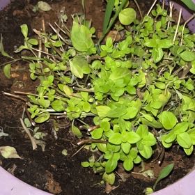 Photo of the plant species Marjoram by @YiftChamisa47 named البرقدوش 🌿 on Greg, the plant care app
