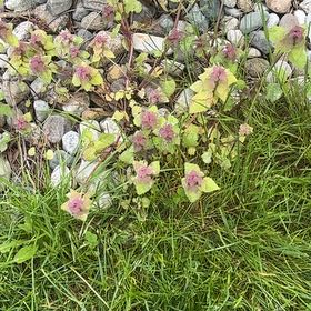Photo of the plant species Purple Archangel by @KnightMudpuppy named Marley on Greg, the plant care app