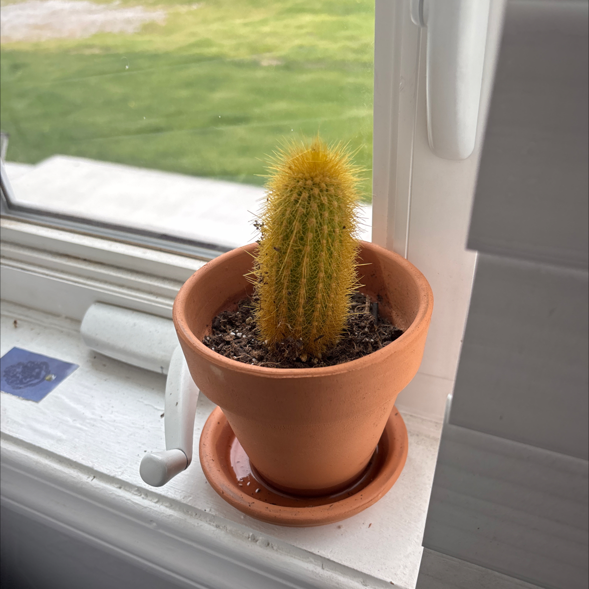 Photo of the plant species Bergerocactus Emoryi by @TopSuriana81 named Naomi on Greg, the plant care app