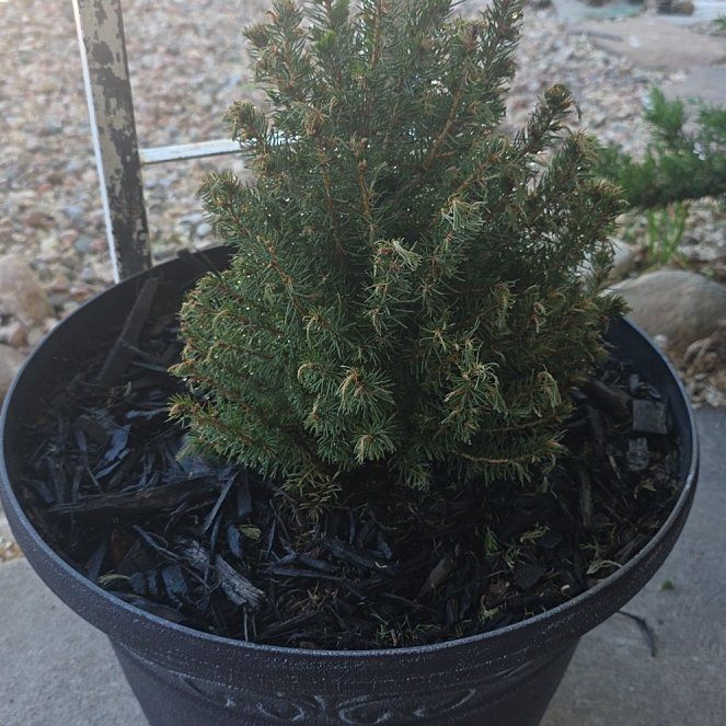 Photo of the plant species English Yew by @FabLantana82 named McKinley on Greg, the plant care app